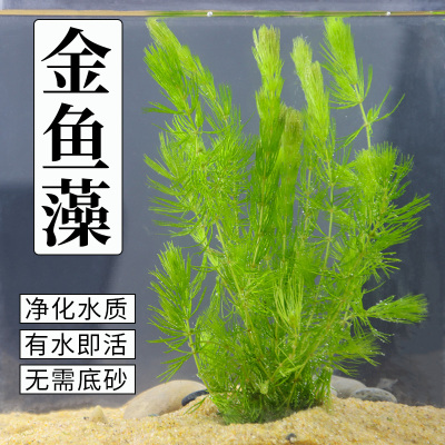 金鱼藻水草淡水浮萍蜈蚣草绿菊池塘制氧净化水质水族鱼缸好养易活