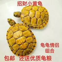 活体乌龟 大小宠物巴西黄金龟 外塘巴西龟观赏