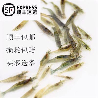 黑壳虾大个除藻虾控藻顺丰包活草缸大清洁虾活体乌龟饲料鱼虾