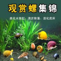斑马彩蛋神秘黑金刚马来螺苹果螺活体除藻鱼缸清工具淡水黄金螺