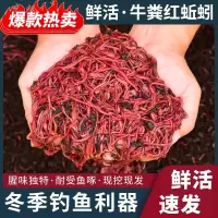 大号鲜活牛粪红蚯蚓活饵盒装垂钓活体散装鲫鱼鲤鱼饵料鱼食打窝料
