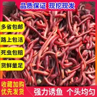 蚯蚓活饵大号散装盒装 红蚯蚓 饵料 鱼饵 钓鱼 大平二号种苗