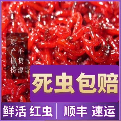 鲜活红虫特大号公虫红虫活饵喂鱼饵拉饵鲫鱼野钓钓鱼红虫喂鱼红虫