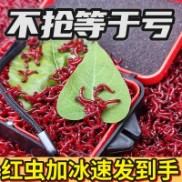 红虫活饵特大号天津鲜活红虫蚯蚓活饵料公虫鲫鱼饵批发