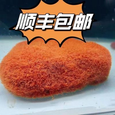 活红线虫鱼食鲜活水蚯蚓鱼饵红丝虫线蛇六角恐龙饲料线虫活饵