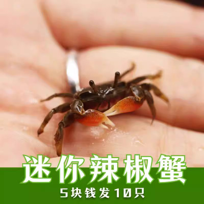 辣椒蟹迷你宠物鱼缸观赏蟹淡水爬宠辣椒蟹专用缸深水养除藻小螃蟹