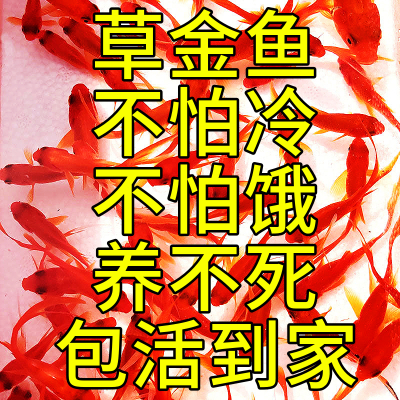 观赏鱼草金鱼苗养不死金鱼小鱼活鱼小宠物好养耐活龙鱼乌龟饲料鱼