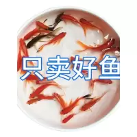 冷水草金观赏鱼小金鱼好养耐活小鱼养不死自来水活鱼锦鲤宠物大全
