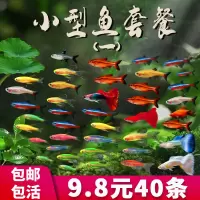 小型热带灯科鱼斑马鱼大号观赏鱼淡水好养耐活孔雀鱼苗活体清道夫
