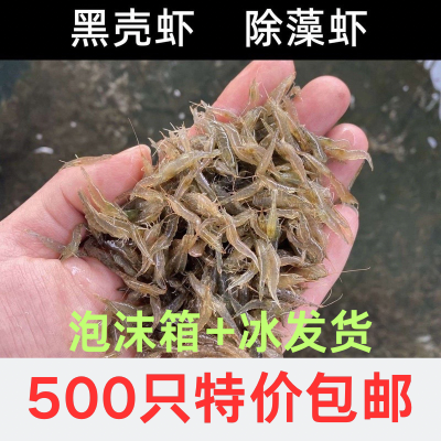 黑壳虾除藻虾乌龟龙鱼饲料鲜活观赏清水除藻工具虾鱼缸除藻