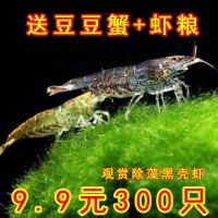 黑壳虾除藻草清洁除藻工具超大观赏米虾宠物鲜活饲料淡水族造景