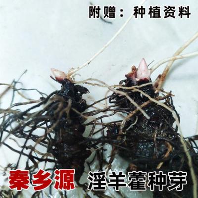 淫羊藿种子秦岭野生淫羊藿种苗淫羊藿根茎阳合叶仙灵脾三枝九叶草 新鲜带芽根茎250g(送生根粉)