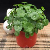 [两盆以上每盆送盆三盆以上送喷壶]防辐射绿植盆栽牡丹吊兰花卉 铜钱草一盆