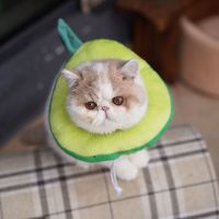 伊丽莎白圈软布宠物猫咪伊利沙白防舔头套耻辱项圈猫脖圈绝育用品 牛油果 可调节大小(不影响吃饭喝水)