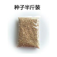 猫草种子水培种植小麦种子育苗盘猫咪用品去毛球 小麦种子半斤装不带盘