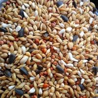 魔鬼鸽粮赛信鸽观赏鸽肉鸽饲料精品小颗粒育雏粮5斤鸽子通用饲料 换羽清除粮5斤