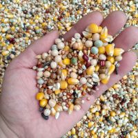 赛飞A级高能量玉米鸽子饲料 营养赛鸽专用信鸽粮鸽子用品鸽粮鸽料 赛飞鸽粮5斤