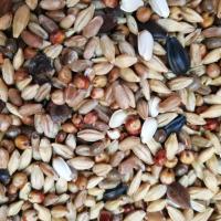 2019新粮20斤清除饲料幼鸽观赏鸽斑鸠等换毛期专用营养粮19省