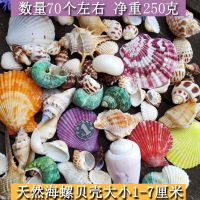 精品天然珊瑚大贝壳海螺海星鱼缸地台婚礼拍照水族箱造景装饰品 250克随机海螺贝壳
