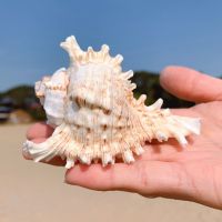 海螺壳天然超大海螺壳摆件巨型大贝壳天然鱼缸造景贝壳扇贝壳大 千手螺 长8-9厘米