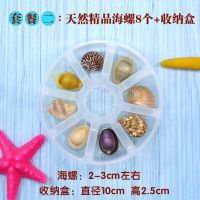 天然海螺贝壳标本螺海星礼盒海洋生物科普材料幼儿园儿童幼教套装 套餐二