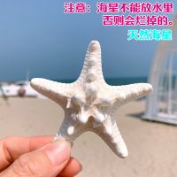 天然海星 大霸王海星 彩色海星海边小礼物家居地台贴墙装饰品摆件 天然海星 长8-9厘米