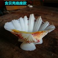 天然大贝壳海螺 荷花贝 鱼缸水草种植造景装饰摆件 12-13cm含底座款