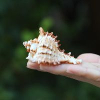 千手菊花螺天然海螺贝壳家居地台鱼缸造景水族箱装饰品地中海摆件 小号千手螺[7-8厘米]
