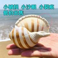 厂家直供琴螺天然贝壳大海螺鱼缸水族箱装饰品卷贝鱼繁殖壳多肉 小破损[琴螺]长8-10厘米