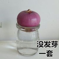 幼儿园植物角学校发芽环创装扮盆栽花盆材料自然个性洋葱记录室 没发芽小布丁玻璃瓶一套