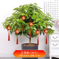 毛毡布福字挂件新年春节装扮乔迁新居客厅室内玄关小门贴喜庆布置 小号灯笼福