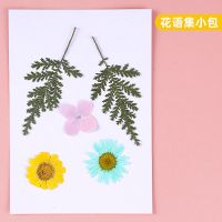 干花DIY材料压花押花书签真花永生花植物标本滴胶手机壳花瓣装 花语集小包 送胶水镊子
