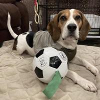 狗狗玩具球自嗨益智解闷神器弹力互动训练咬胶大型犬泰迪边牧足球 狗狗训练足球 15厘米(送打气筒)