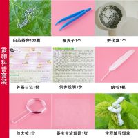 活体小蚕幼虫+新鲜桑叶+套装养蚕工具蚕宝宝套装学生七彩蚕金丝蚕 小蚕简易套装30条