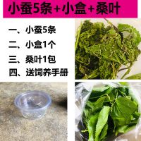 蚕宝宝活体幼虫蚕子蚕卵蚕种嫩桑叶新鲜春蚕七彩白色学生养蚕套装 小蚕5条+小盒+桑叶