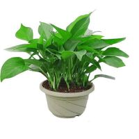 花卉盆栽 520情人节礼物女绿箩盆栽植物多肉植物批发室内盆栽绿植 180#普通绿箩1盆装 特价款