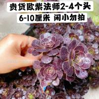 1精品多肉植物花卉盆栽新手组合套装肉肉办公桌面阳台绿植仿辐射 贵货欧紫法师2到4头1颗