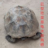陆地巨型吃菜龟草龟特大龟活体宠物小乌龟活体龟粮下蛋龟乌龟蛋 6-8厘米 单只