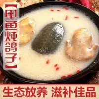 [沉鱼落雁]新鲜乳鸽肉甲鱼肉滋补养生800g传统名菜当天现杀