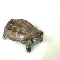 乌龟活体 中华草龟外塘草龟小观赏龟水龟金线龟宠物龟活物龟 1只5-6厘米招财金线龟