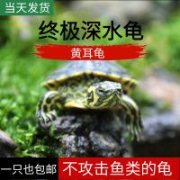 深水乌龟活物冷水长寿龟家养宠物观赏小乌龟招财一对黄耳吃粪淡水 深水黄耳龟(2-3厘米) 一只