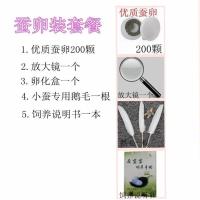 蚕宝宝活体春蚕白色幼虫活物儿童养蚕小蚕1龄2龄3龄4龄送新鲜桑叶 蚕卵套装 一龄蚕