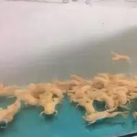 招财小金蛙活体金蛙活体饲料活小金蛙活体龙鱼饲料宠物蛙青蛙 金娃3只3-5厘米