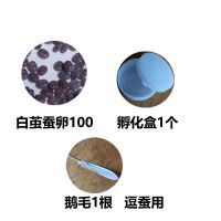 蚕宝宝活物 学生养蚕套装彩色蚕新鲜桑叶蚕卵蚕树叶 蚕卵100粒送孵化盒