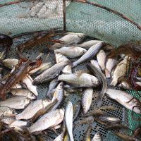 野生鲫鱼新鲜活体鱼孕妇月子下奶炖汤儿童中老年人补钙现杀淡水鱼 野生鲫鱼1斤 [每斤10条左右]