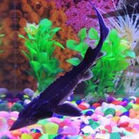 冷水观赏鱼鲟鱼活体鱼苗西伯利亚鲟鱼淡水鱼锦鲤活体混养金鱼 10-12cm一条送饲料