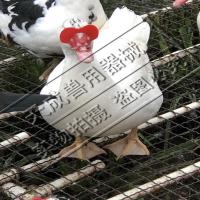 鸭用眼镜 鸭眼罩 鸭用防啄眼镜 鸭子防啄眼镜 肉鸭眼镜 番鸭眼镜 大号25个