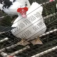 鸭用眼镜 鸭眼罩 鸭用防啄眼镜 鸭子防啄眼镜 肉鸭眼镜 番鸭眼镜 大号25个