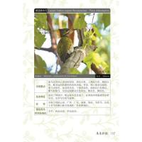 野外观鸟手册 观鸟指南用书 鸟类生态大图鉴 鸟类百科全书 附剪影