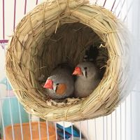 鸟窝草编虎皮牡丹八哥文鸟鹦鹉窝鸟巢繁殖箱 鸟用具鹦鹉鸟用品 小号(2只文鸟 珍珠窝